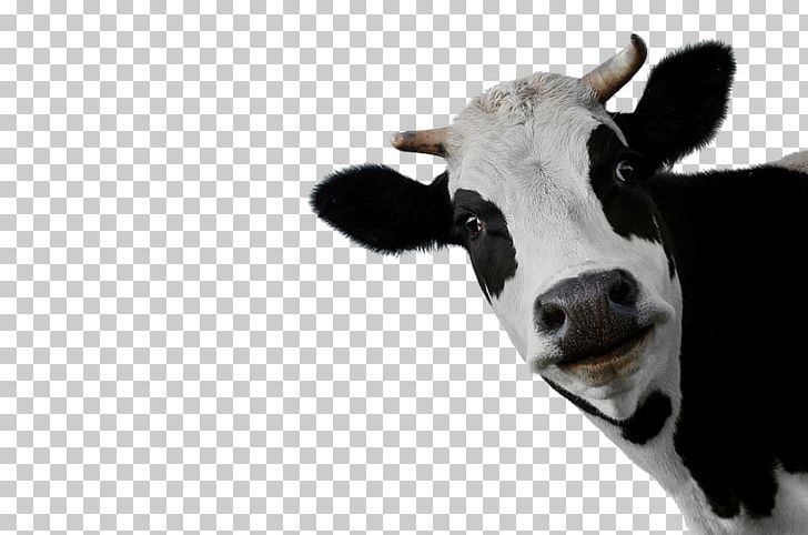 Cow PNG