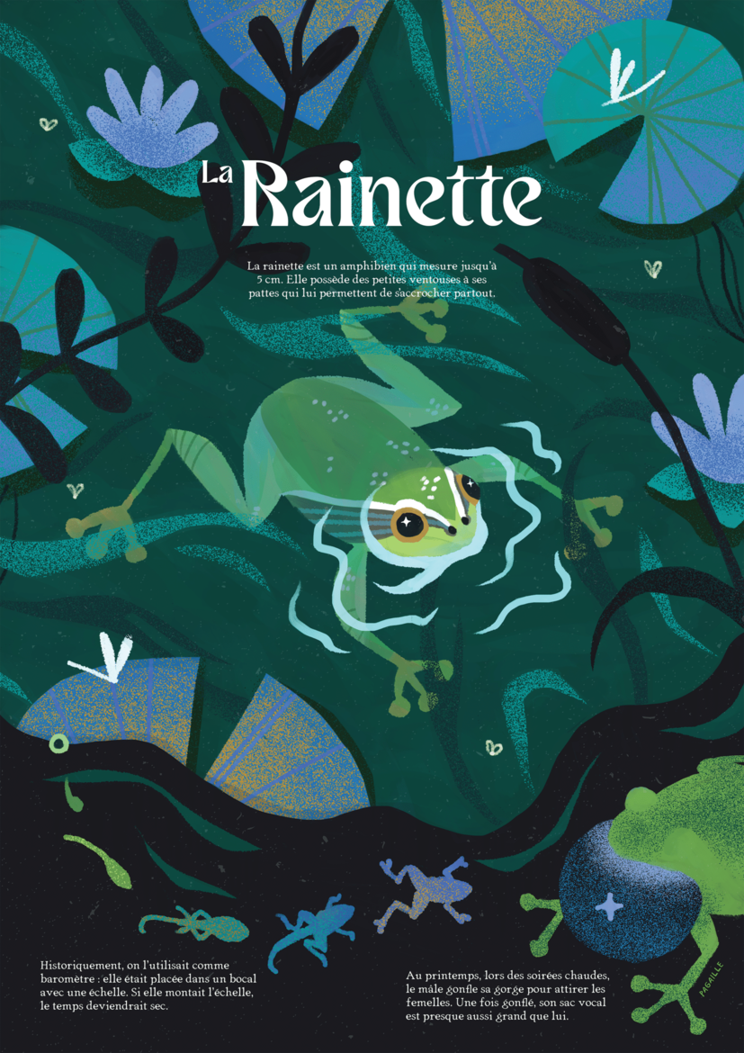 Illustrated poster The Tree Frog – Heloise Perat